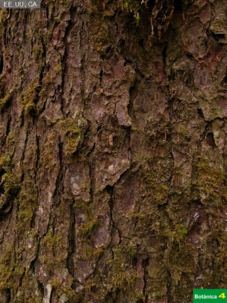Picea sitchensis fdl-1.jpg