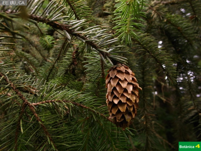 Picea sitchensis fdl-2.jpg