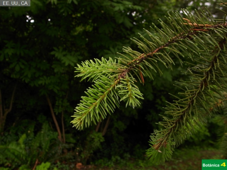 Picea sitchensis fdl-3.jpg