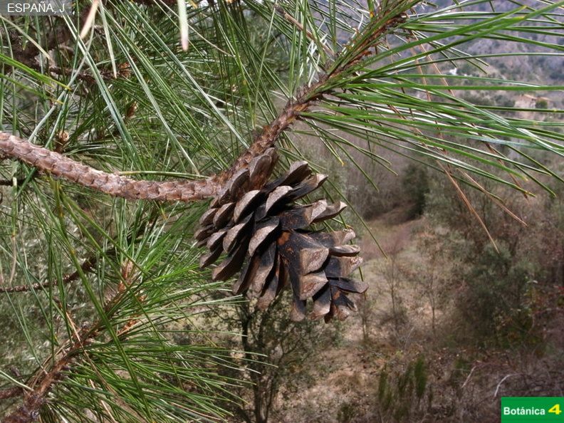 Pinus  nigra subsp-1.jpg