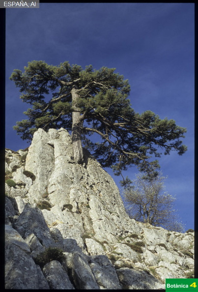 Pinus  nigra subsp. salzmanii