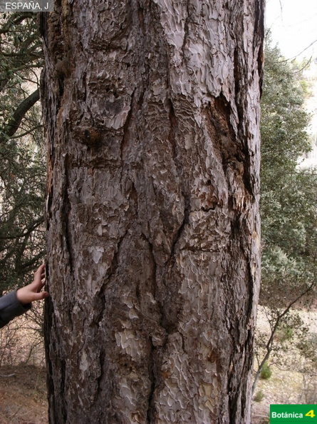 Pinus  nigra subsp-3.jpg