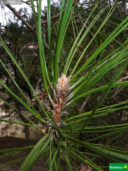 Pinus  nigra subsp-2.jpg