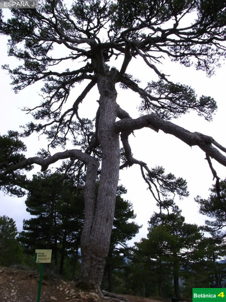 Pinus  nigra subsp-4.jpg