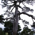 Pinus  nigra subsp. salzmanii, pino de las tres cruces