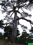Pinus  nigra subsp. salzmanii, pino de las tres cruces