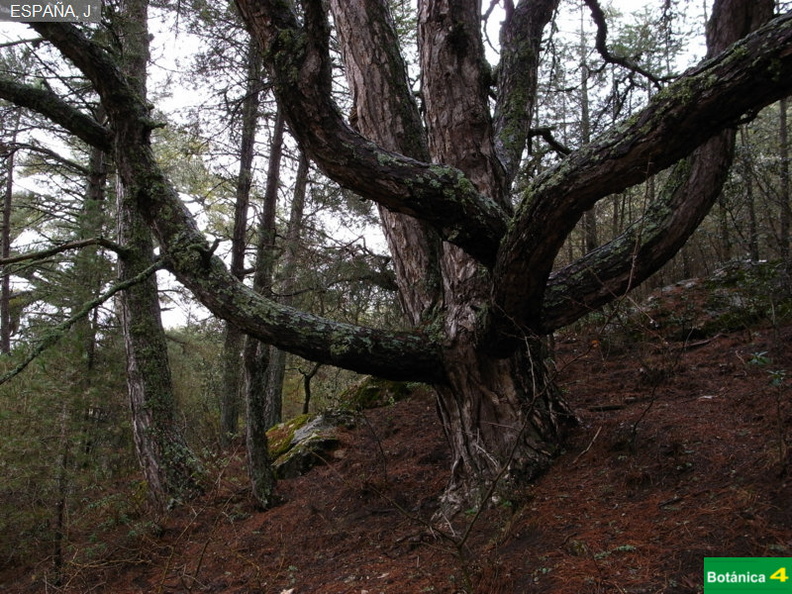 Pinus  nigra subsp-5.jpg