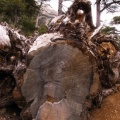 Pinus  nigra subsp. salzmanii, anillos
