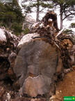 Pinus  nigra subsp. salzmanii, anillos