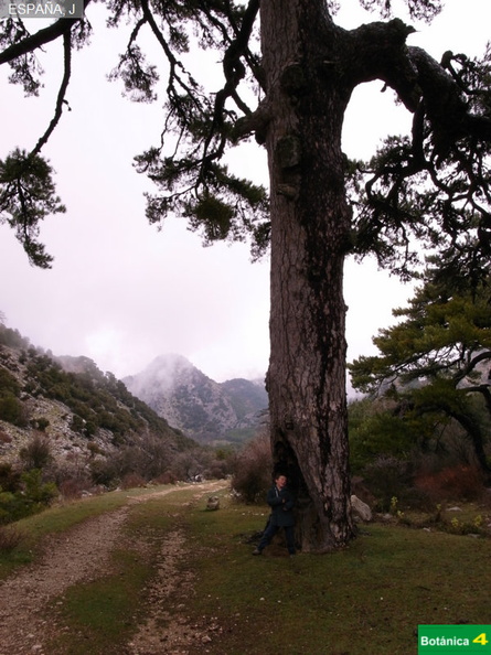 Pinus  nigra subsp-6.jpg