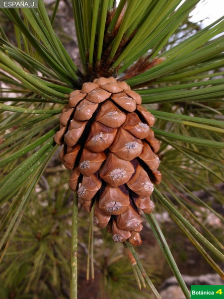 Pinus  nigra subsp-8.jpg