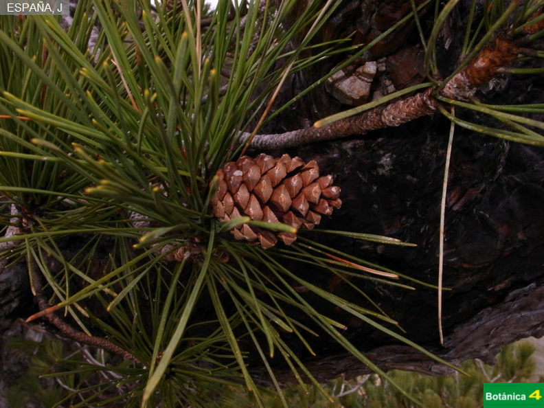 Pinus  nigra subsp-9.jpg
