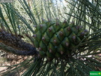 Pinus  torreyana