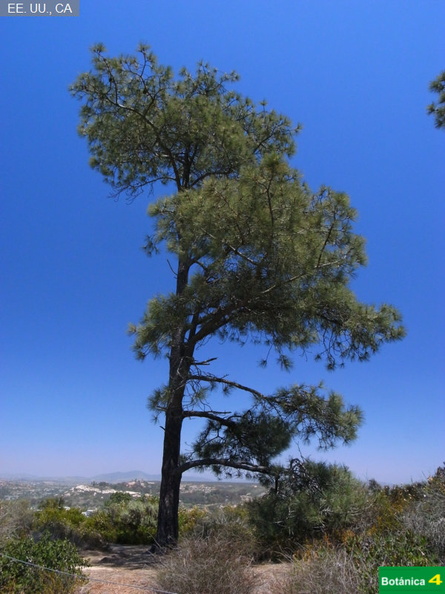 Pinus  torreyana fdl-1.jpg