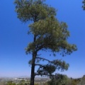 Pinus  torreyana