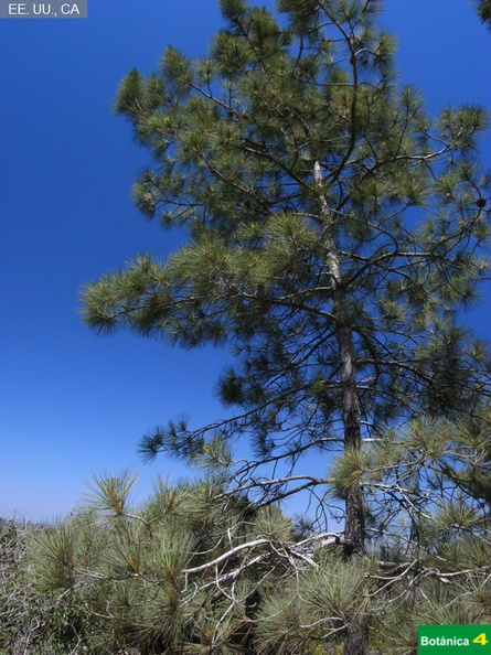 Pinus  torreyana fdl-3.jpg