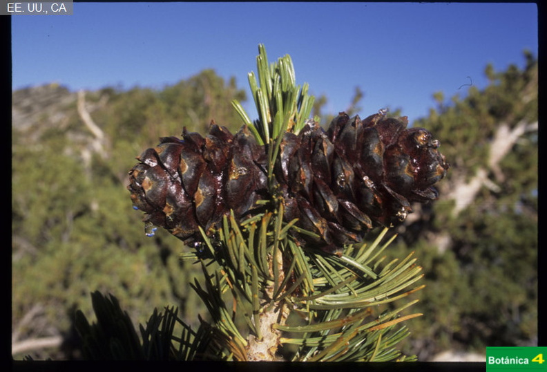 Pinus albicaulis fdl.jpg