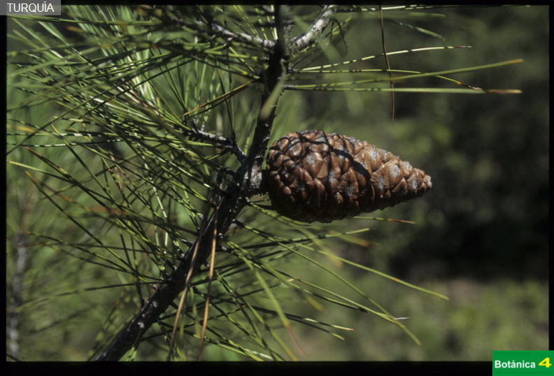 Pinus brutia fdl.jpg
