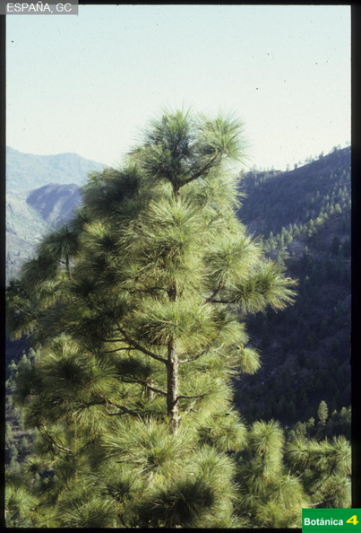 Pinus canariensis fdl.jpg