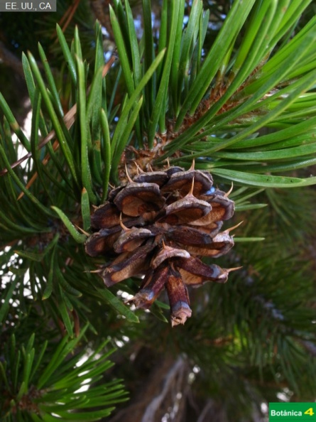 Pinus contorta fdl.jpg