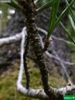 Pinus cembra. braquiblasto