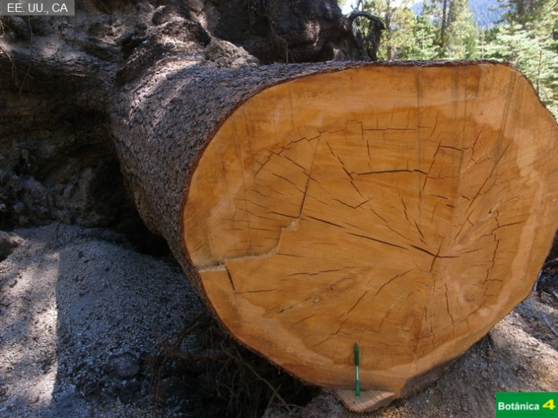 Pinus contorta fdl-1.jpg