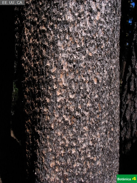 Pinus contorta murrayana fdl.jpg
