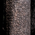 Pinus contorta murrayana