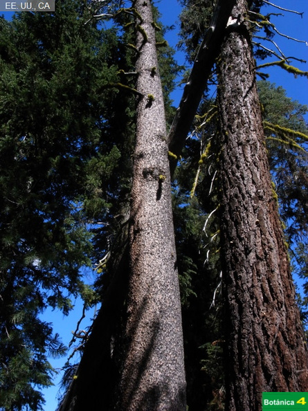 Pinus contorta murrayana  (izda) A. magnifica (dcha.jpg