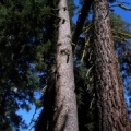 Pinus contorta murrayana  (izda) A. magnifica (dcha.)