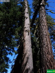 Pinus contorta murrayana  (izda) A. magnifica (dcha.)