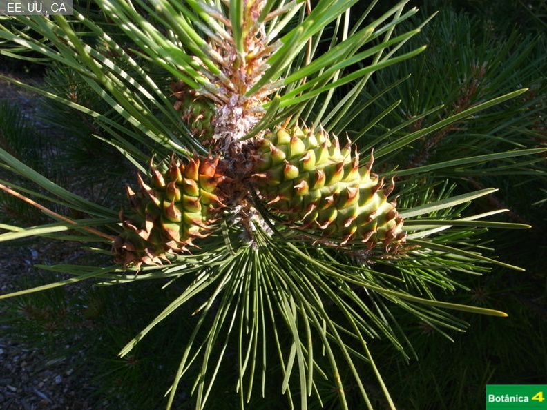 Pinus coulteri cf.jpg