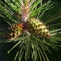 Pinus coulteri cf.