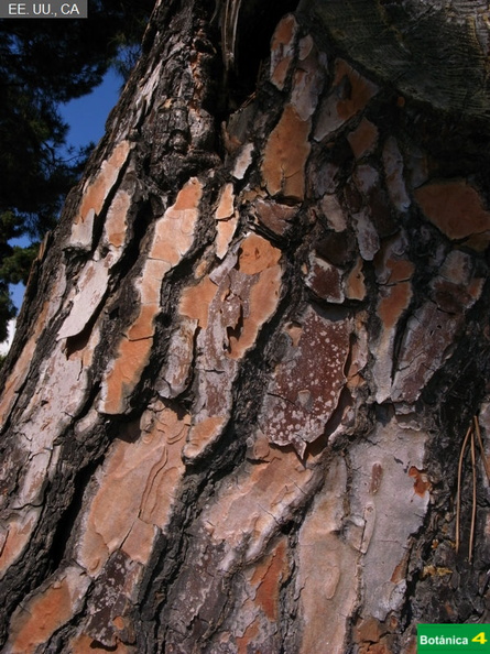 Pinus coulteri fdl.jpg