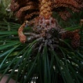 Pinus coulteri, flor masculina