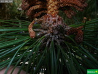 Pinus coulteri, flor masculina