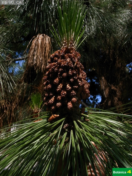 Pinus coulteri, flor masculina fdl.jpg