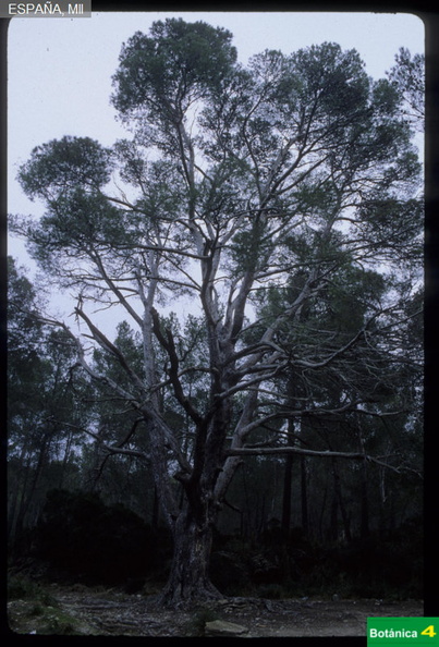 Pinus halepensis fdl.jpg