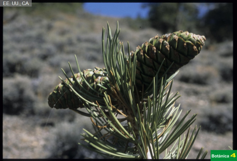 Pinus flexilis fdl.jpg