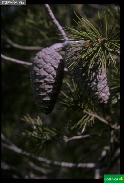 Pinus halepensis fdl-1.jpg