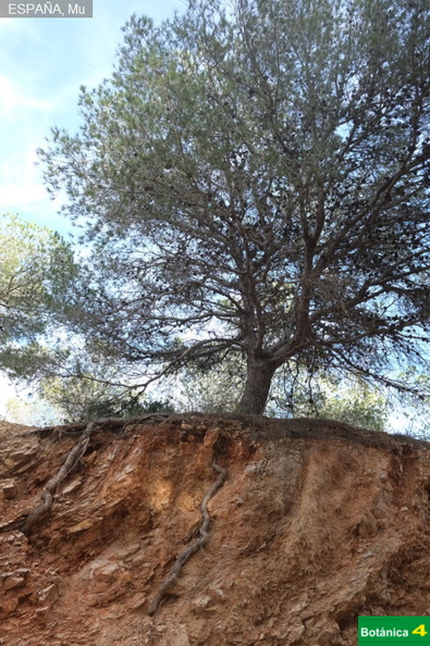 Pinus halepensis fdl-2.jpg