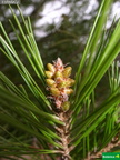 Pinus halepensis, pi__as masculinas