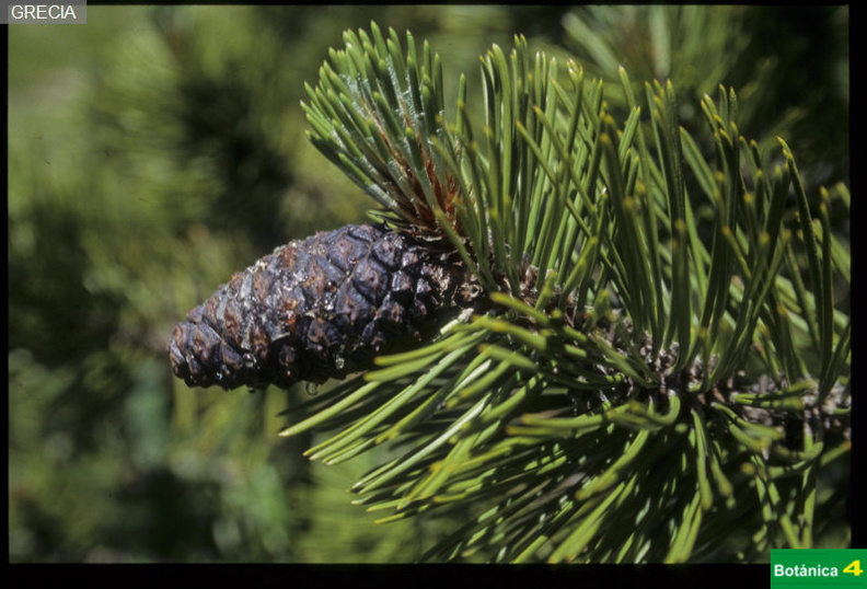 Pinus heldeichrii fdl.jpg