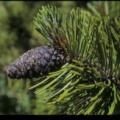 Pinus heldeichrii