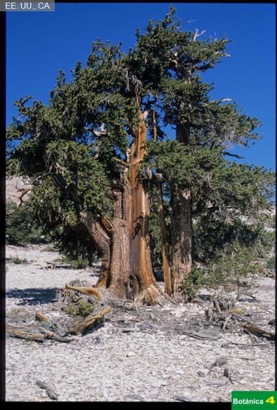Pinus longaeva fdl.jpg