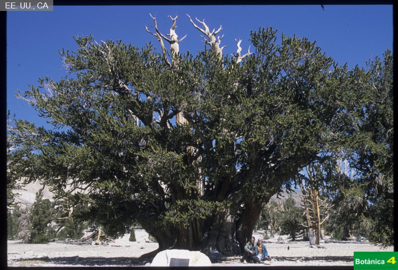 Pinus longaeva fdl-1.jpg