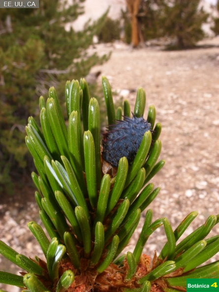 Pinus longaeva fdl-3.jpg