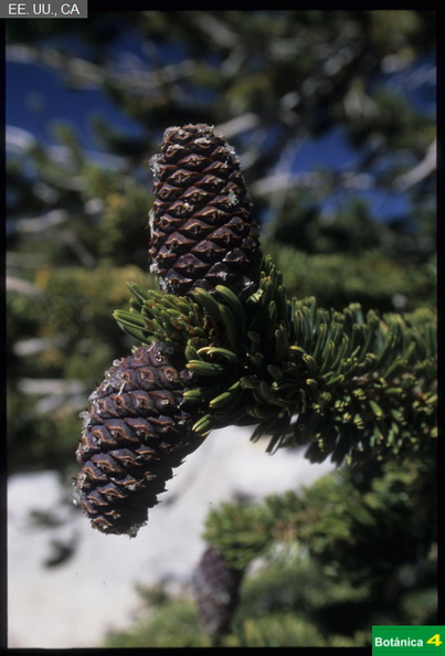 Pinus longaeva fdl-2.jpg