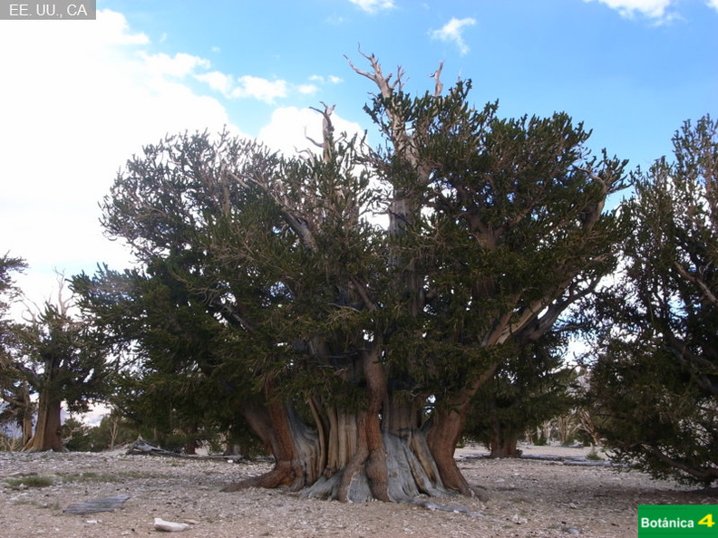 Pinus longaeva fdl-5.jpg
