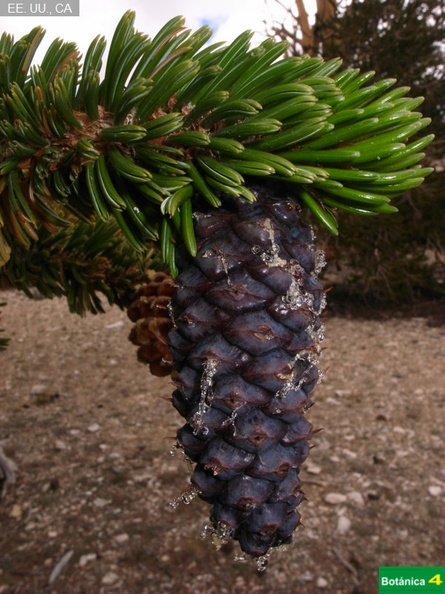 Pinus longaeva fdl-4.jpg